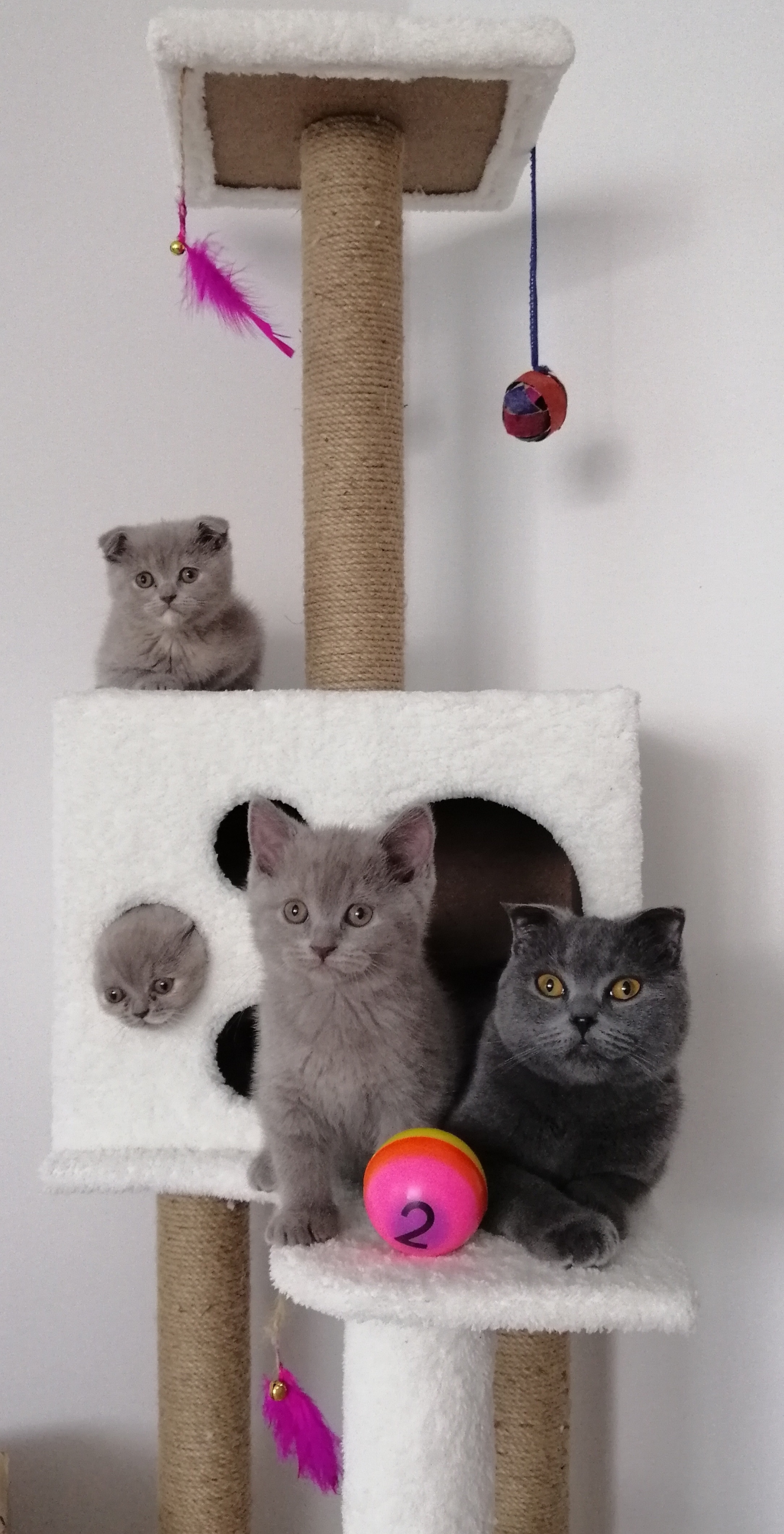 Nursoft Kedi Tırmalama Evi / Kedi Oyun Evi