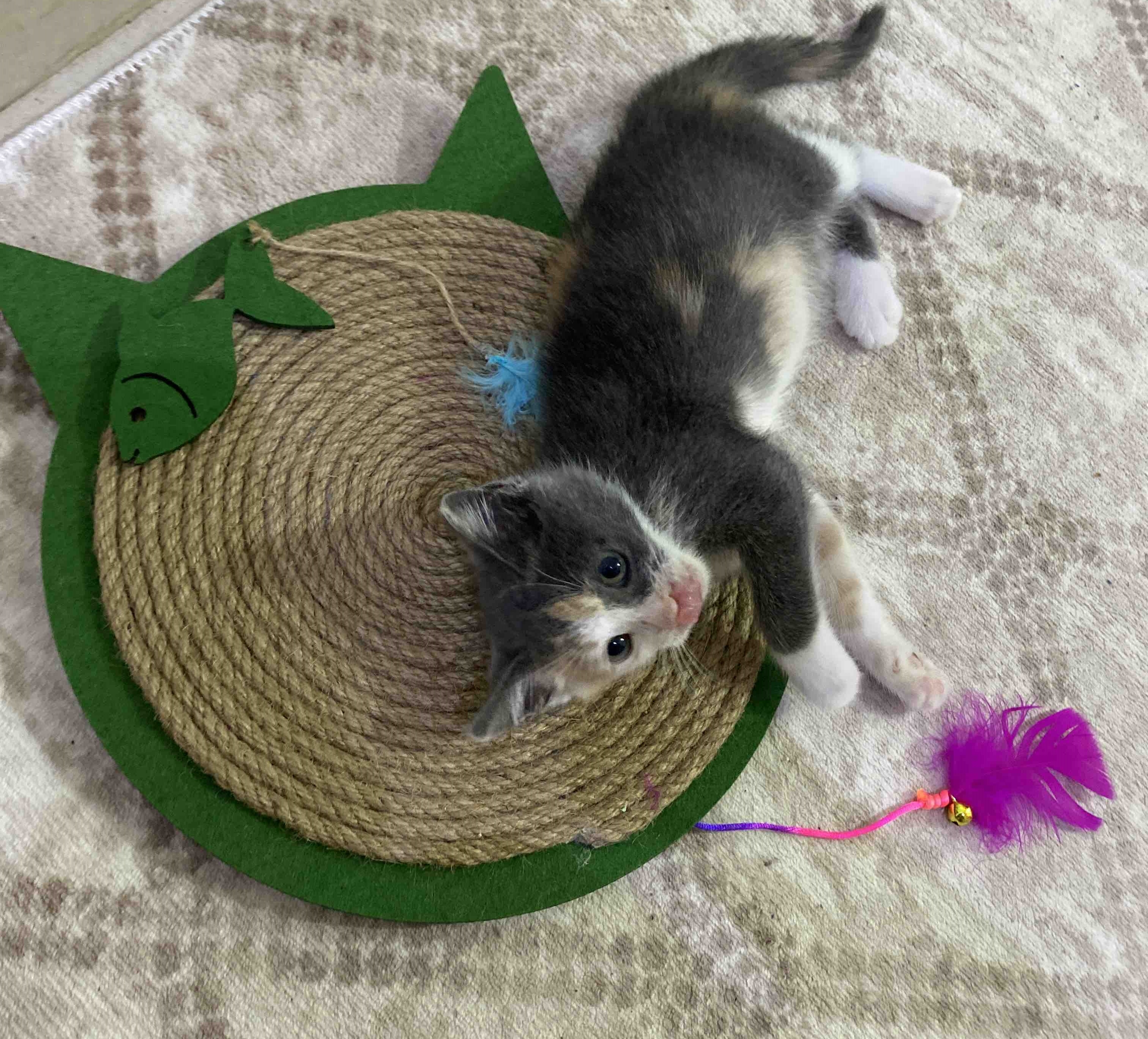 Nursoft Kedi Tırmalama Halısı