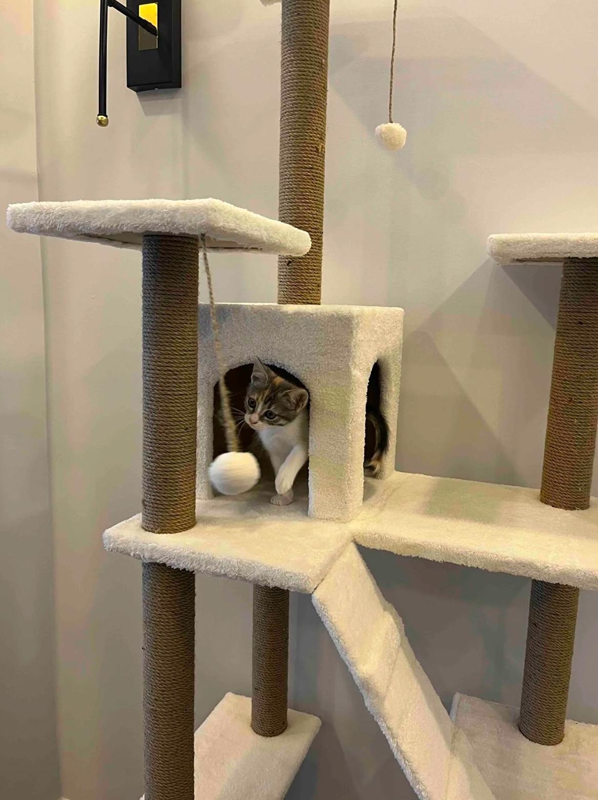 Nursoft Residence Kedi Tırmalama Evi