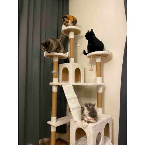 Cat City Kedi Evi Kedi Tırmalama Ve Kedi Oyun Evi