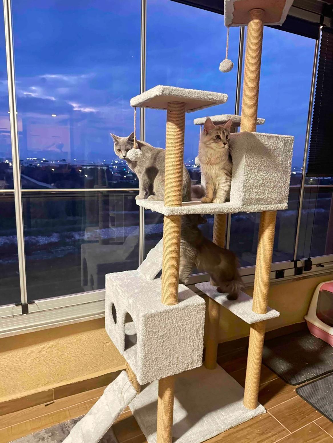 Nursoft Residence Kedi Tırmalama Evi