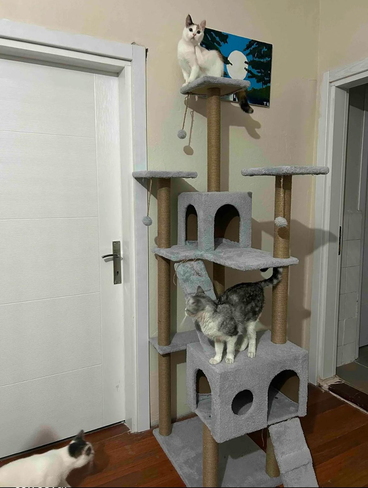 Nursoft Residence Kedi Tırmalama Evi