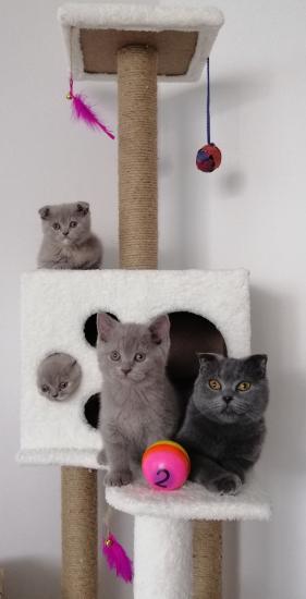 Nursoft Kedi Tırmalama Evi / Kedi Oyun Evi
