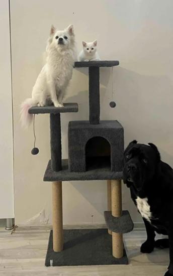 Nursoft Double Step Kedi Tırmalama Evi Nr-0061